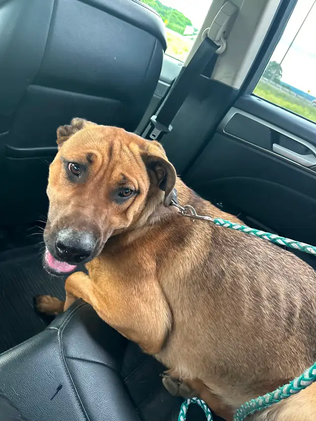 Rehoming dog