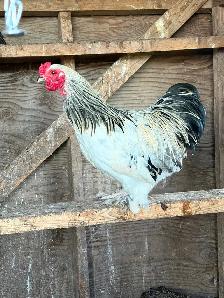 Cochin Banty Rooster
