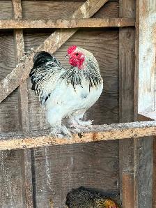 Cochin Banty Rooster - Photo 2