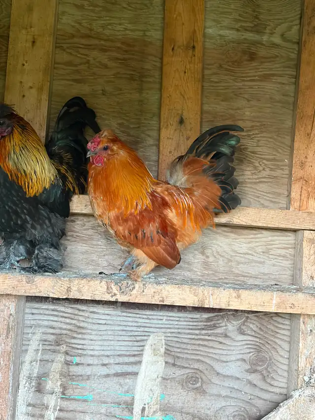 Silkie/banty Mix Rooster