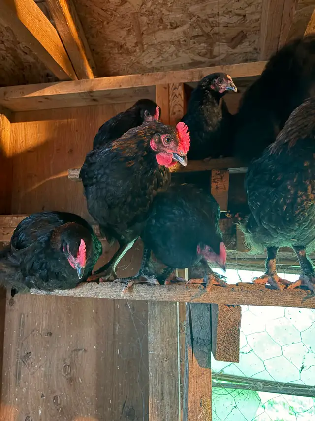 Black Copper Maran Roosters