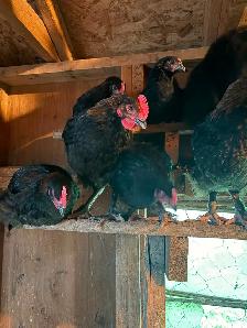 Black Copper Maran Roosters