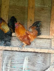 Black Copper Maran Roosters - Photo 4