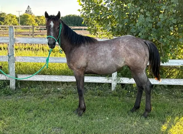 AQHA Yearling Filly