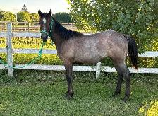 AQHA Yearling Filly