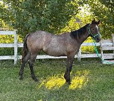 AQHA Yearling Filly - Photo 2
