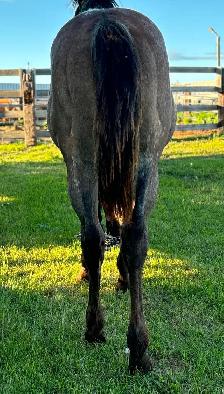 AQHA Yearling Filly - Photo 3