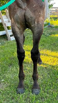 AQHA Yearling Filly - Photo 4