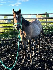 AQHA Yearling Filly - Photo 5