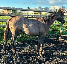 AQHA Yearling Filly - Photo 6