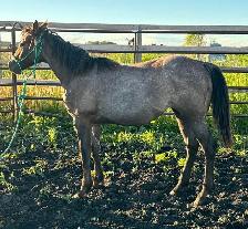 AQHA Yearling Filly - Photo 7