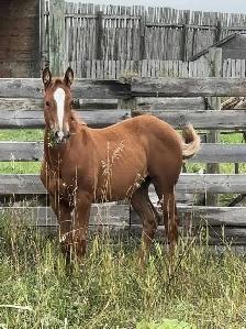 AQHA Yearling Filly - Photo 10