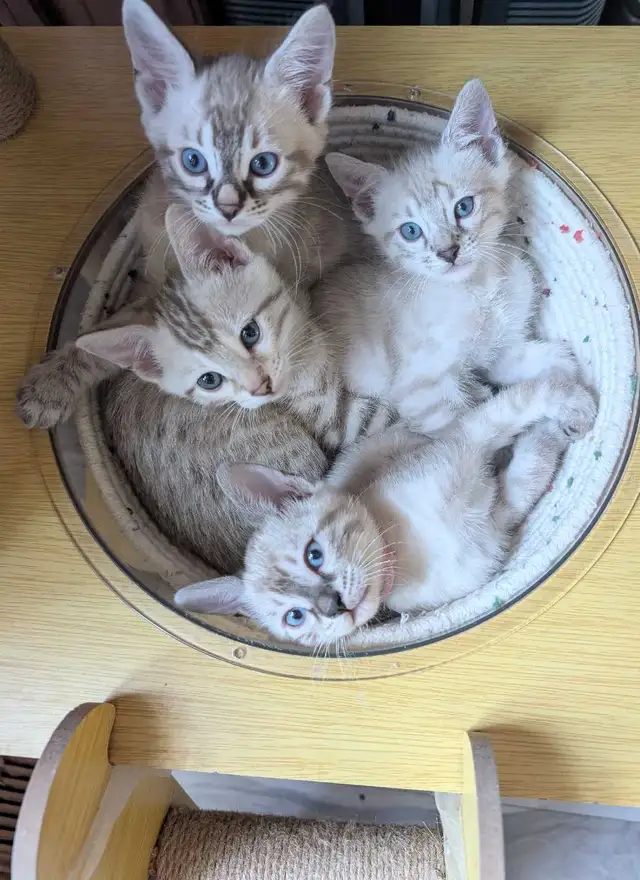 TICA Snow Bengal Kittens available
