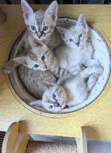 TICA Snow Bengal Kittens available