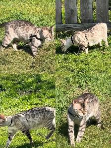 TICA Snow Bengal Kittens available - Photo 2