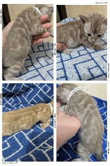 TICA Snow Bengal Kittens available - Photo 4