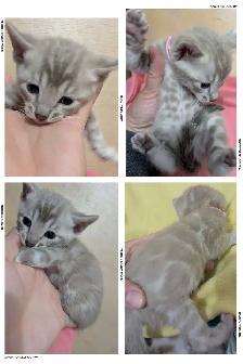 TICA Snow Bengal Kittens available - Photo 5