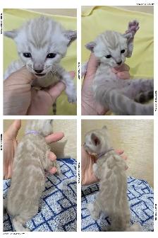 TICA Snow Bengal Kittens available - Photo 6