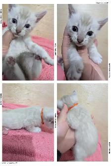 TICA Snow Bengal Kittens available - Photo 7