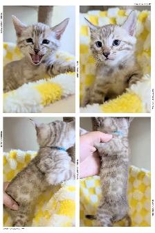 TICA Snow Bengal Kittens available - Photo 8
