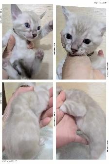 TICA Snow Bengal Kittens available - Photo 9