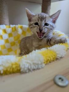 TICA Snow Bengal Kittens available - Photo 10