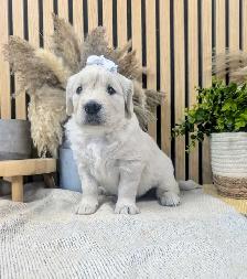 PUREBRED GOLDEN RETRIEVER - Photo 3