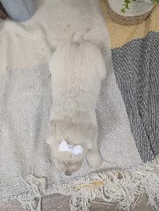 PUREBRED GOLDEN RETRIEVER - Photo 4