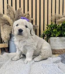 PUREBRED GOLDEN RETRIEVER - Photo 6