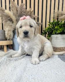 PUREBRED GOLDEN RETRIEVER - Photo 7