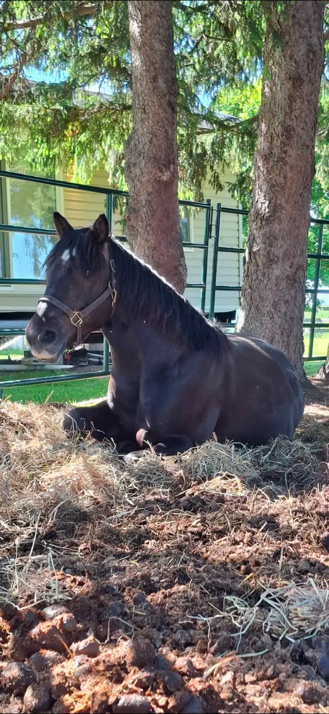 Four year old Gelding