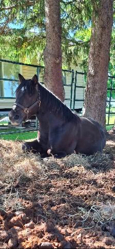 Four year old Gelding