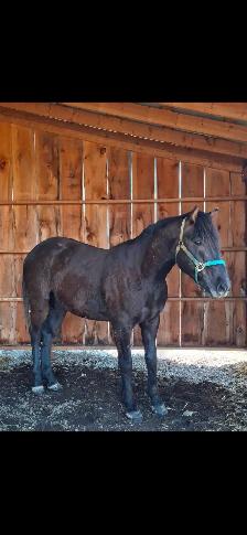 Four year old Gelding - Photo 2