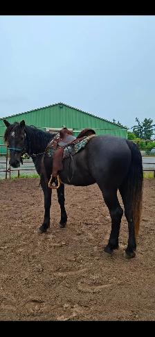 Four year old Gelding - Photo 3