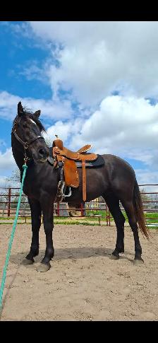 Four year old Gelding - Photo 4