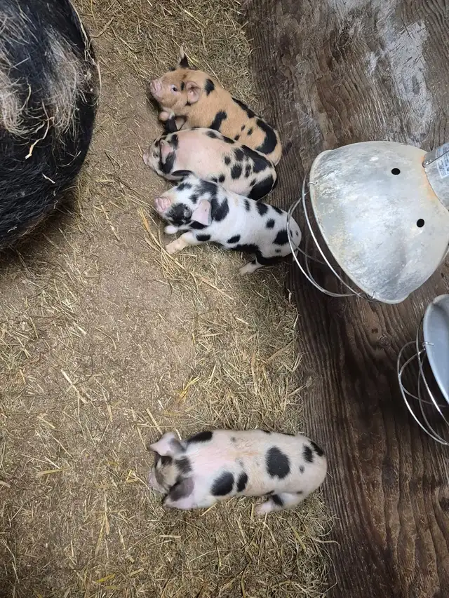 Piglets