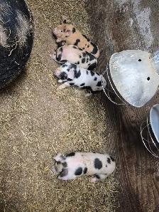 Piglets