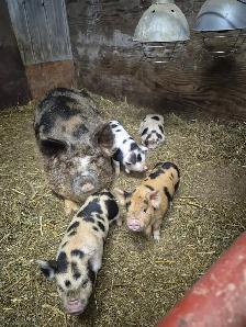 Piglets - Photo 2