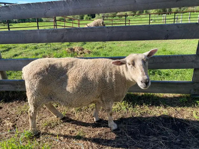 Ewe sheep for sale
