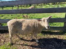 Ewe sheep for sale