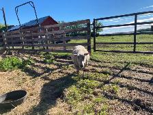 Ewe sheep for sale - Photo 2