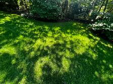 Lawn Aerating, Dethatching, Fertilzer, Overseeding, Top Dressing - Photo 4