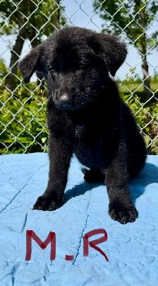 German shepherd puppies