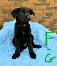 German shepherd puppies - Photo 2