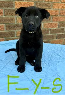 German shepherd puppies - Photo 3