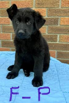German shepherd puppies - Photo 4