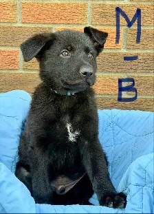 German shepherd puppies - Photo 5