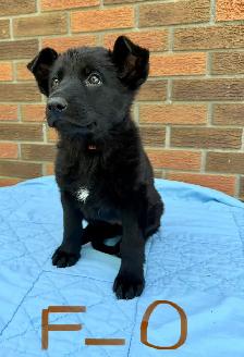 German shepherd puppies - Photo 6