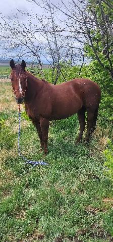 broke broke mare for sale - Photo 3