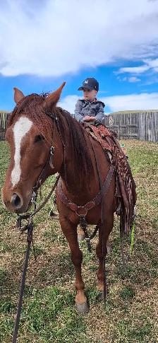 broke broke mare for sale - Photo 4
